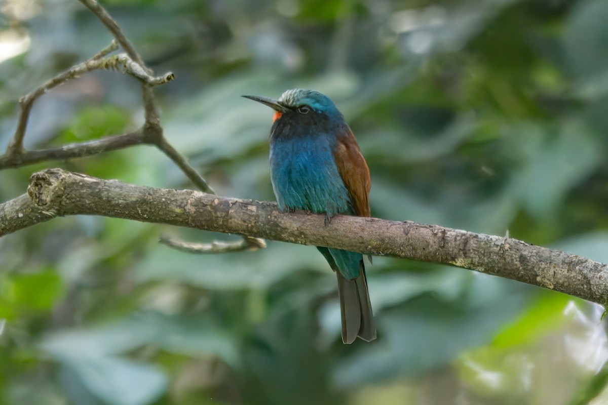 Abejaruco Cabeciazul Oriental - ML610473113