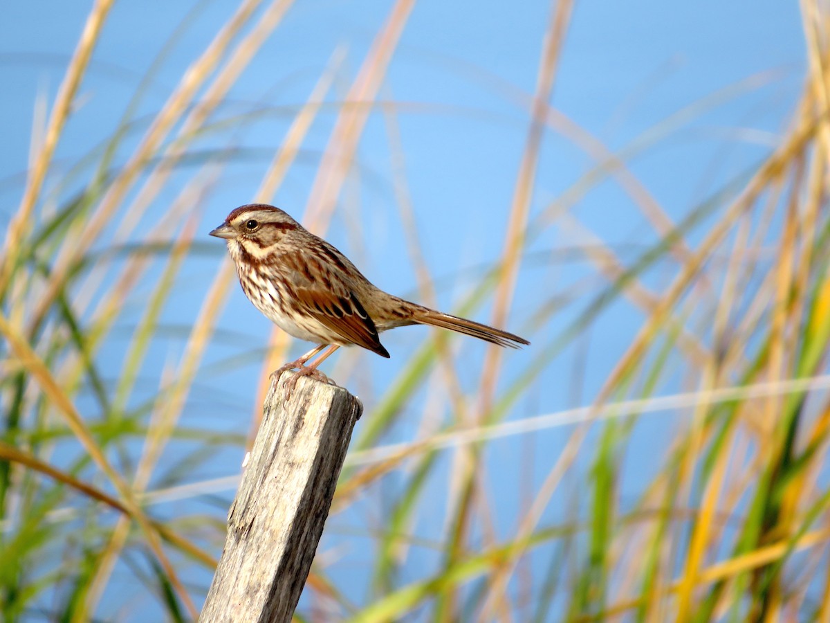 Song Sparrow - Nick Dawson