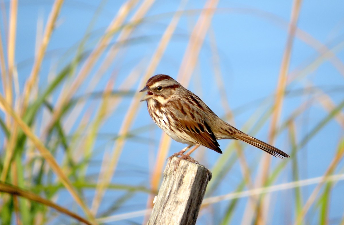 Song Sparrow - Nick Dawson