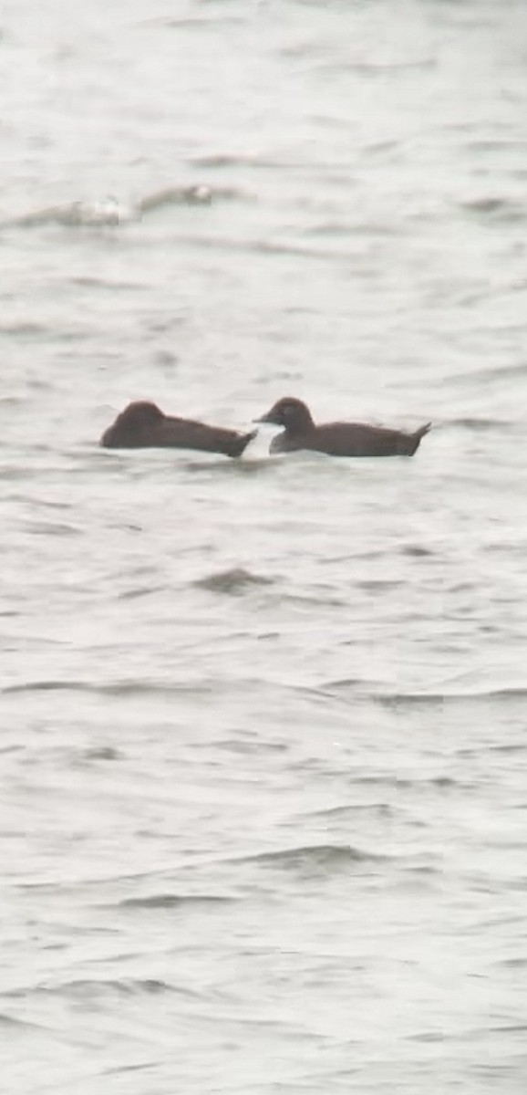 White-winged Scoter - ML610473393