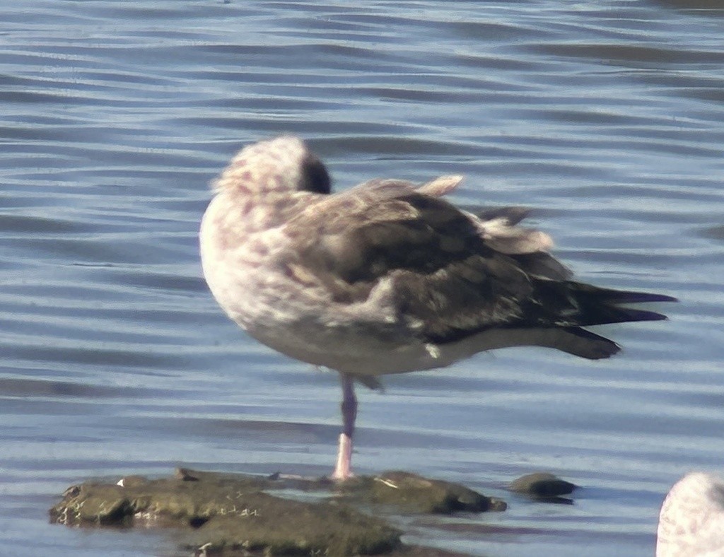Yellow-footed Gull - ML610473437