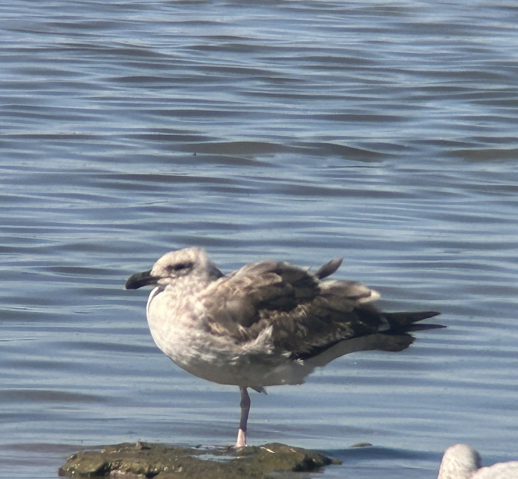 Yellow-footed Gull - ML610473438