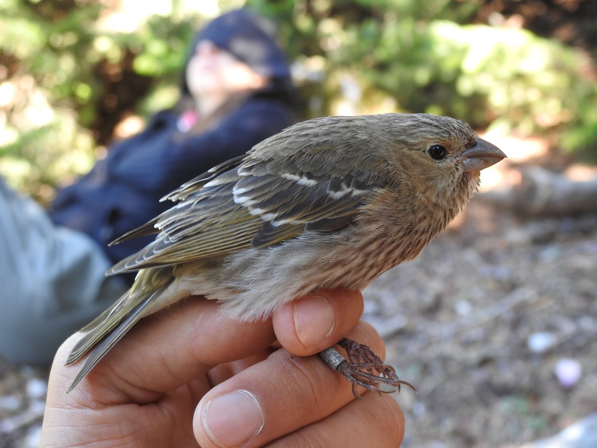 Common Rosefinch - ML610473450