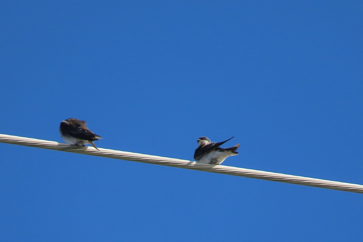 Tree Swallow - Charles  Babbitt