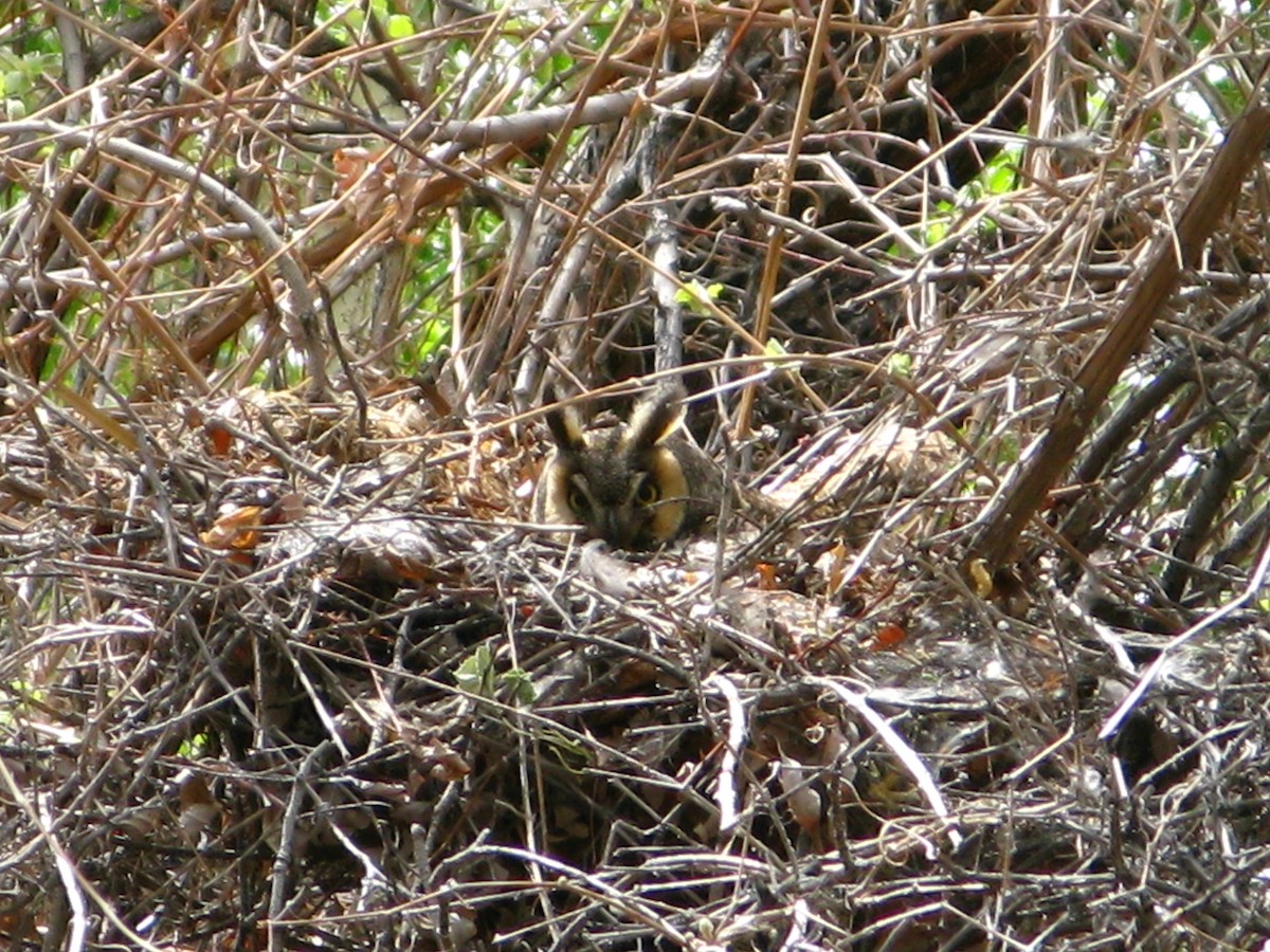 Long-eared Owl - ML610473482