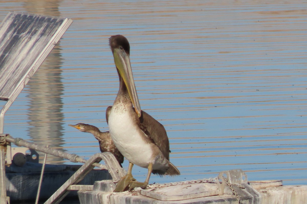 Brown Pelican - ML610473502