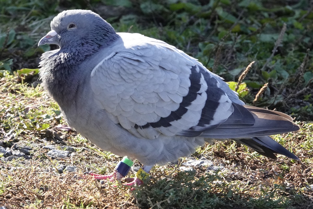 Сизый голубь (Одомашненного типа) - ML610473687