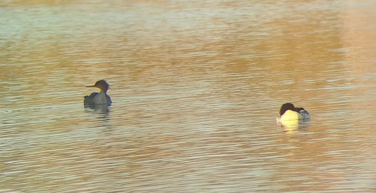 Red-breasted Merganser - ML610473782