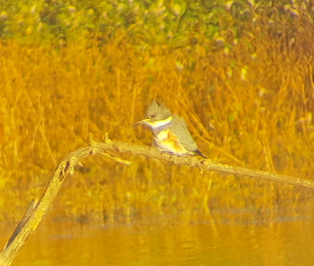 Belted Kingfisher - ML610473787