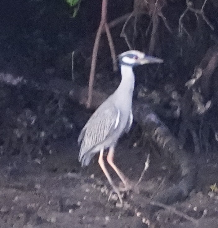 Yellow-crowned Night Heron - ML610473951