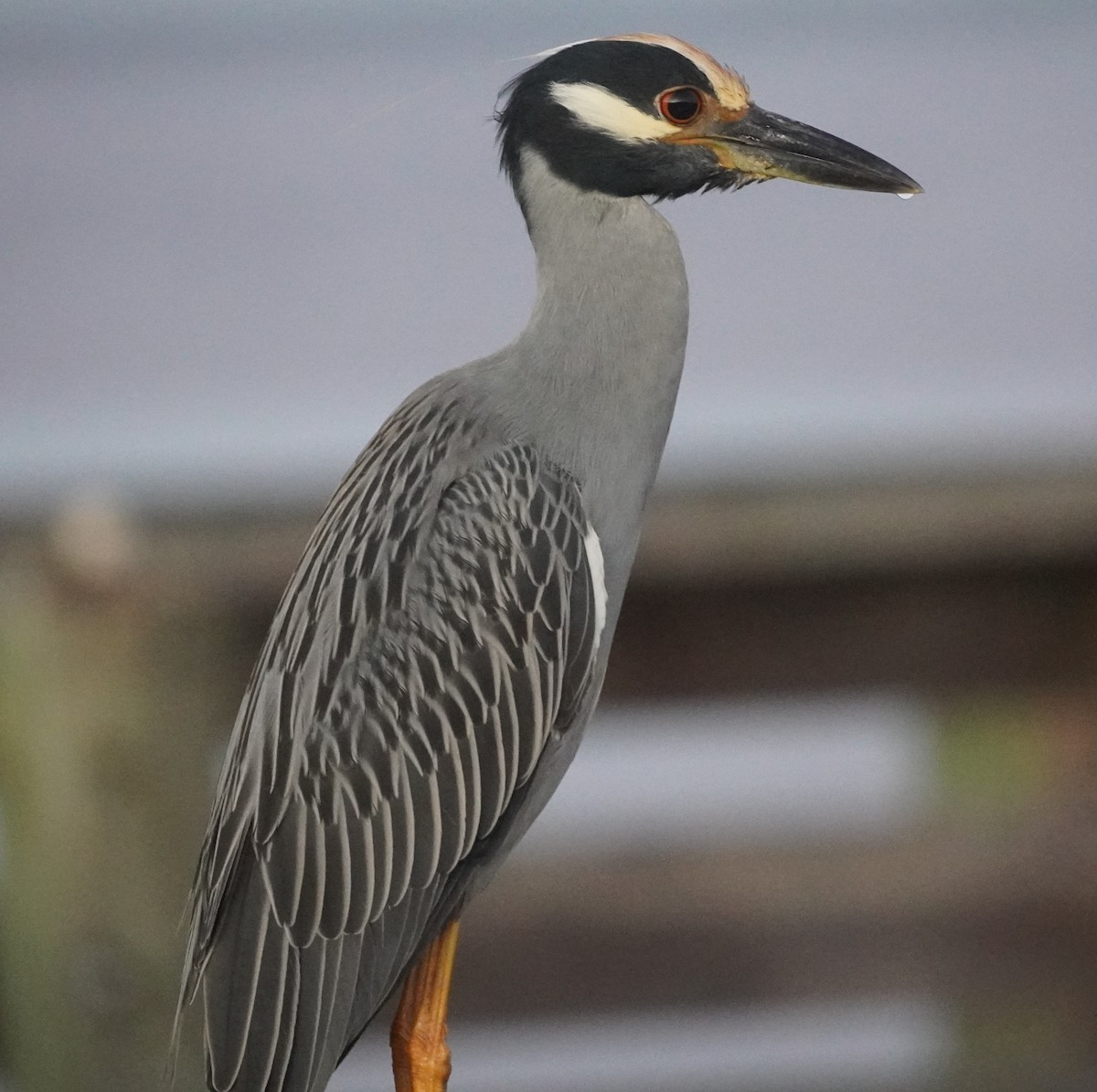 Yellow-crowned Night Heron - ML610473988