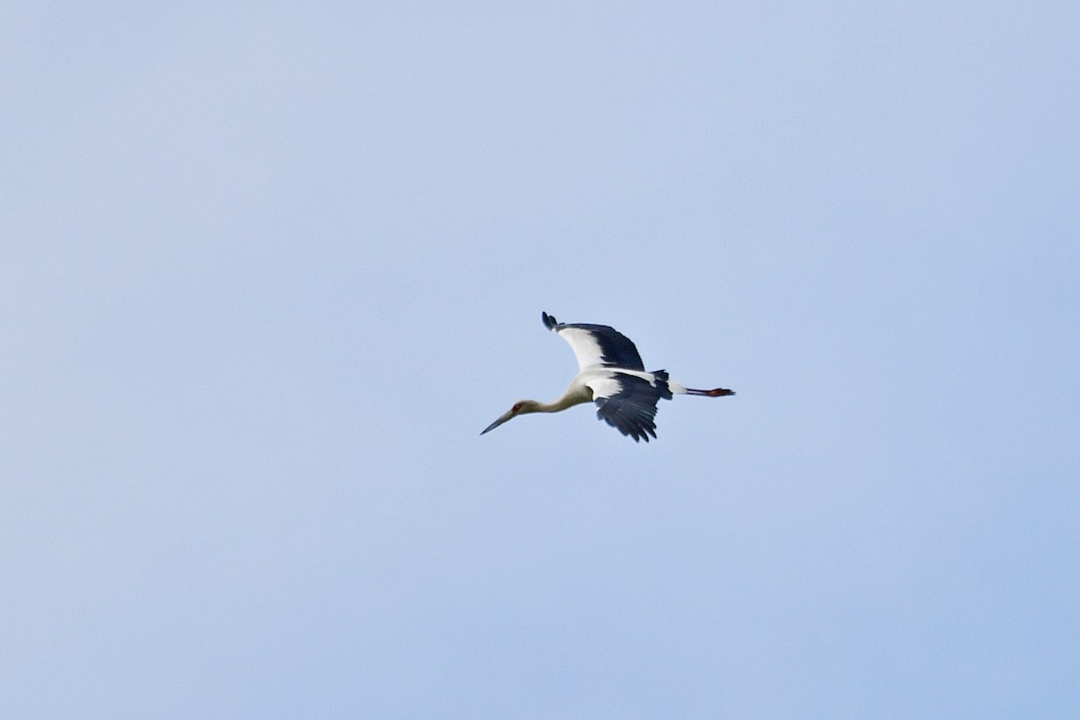 Maguari Stork - ML610474018