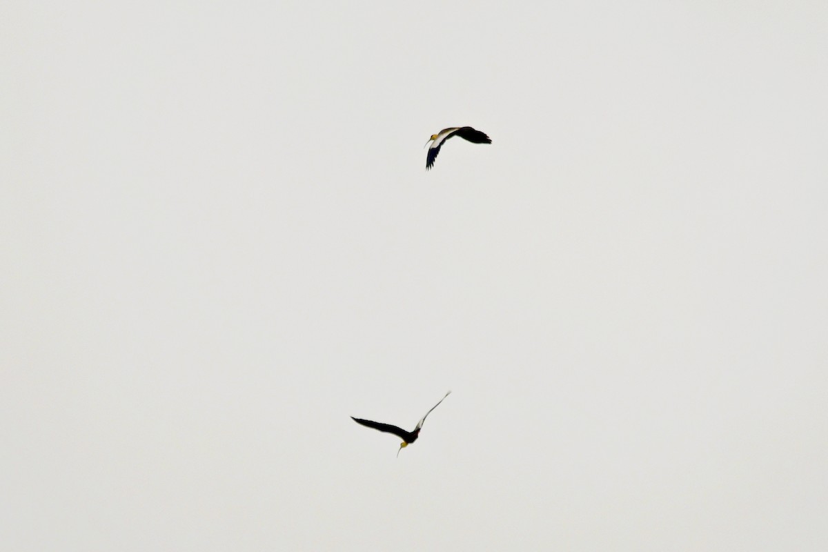 Buff-necked Ibis - ML610474025