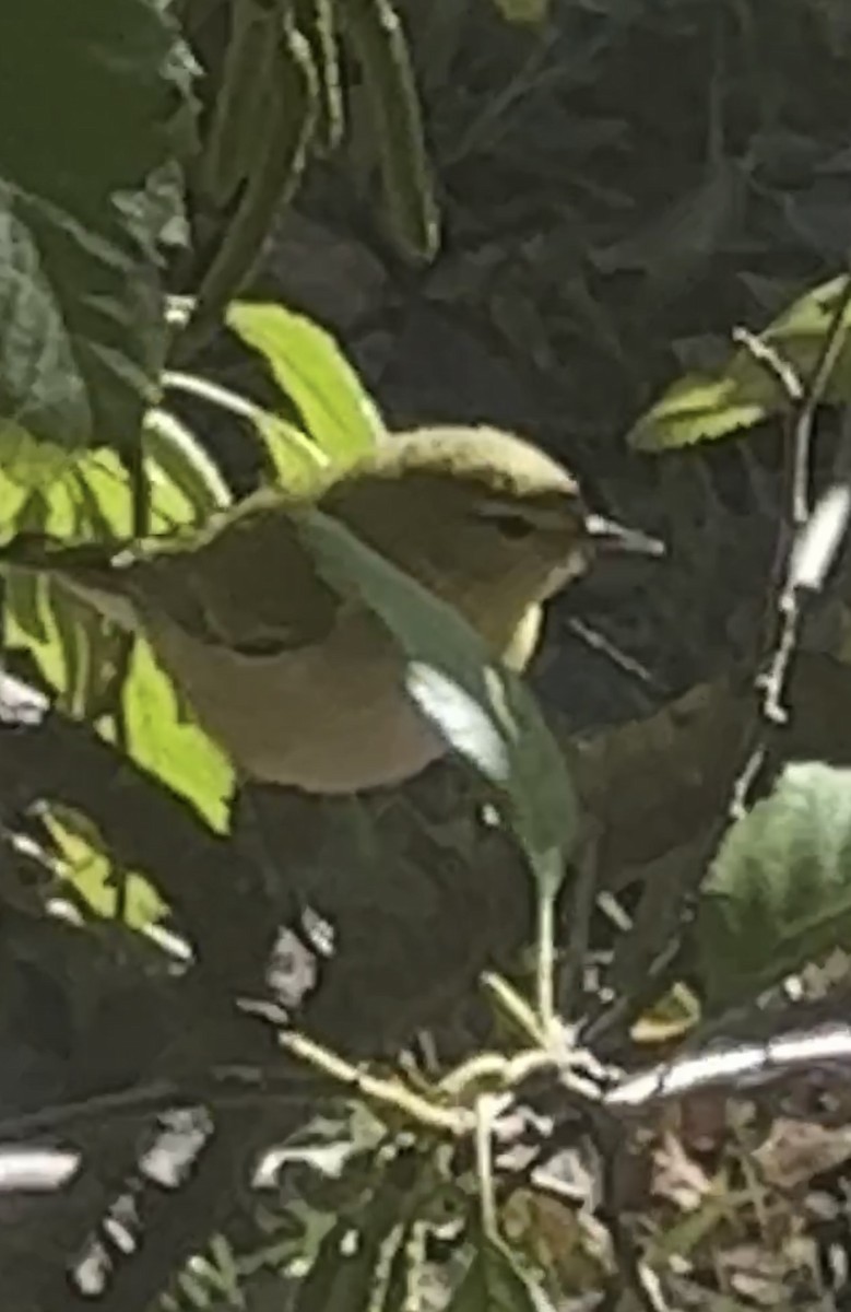 Tennessee Warbler - ML610474049