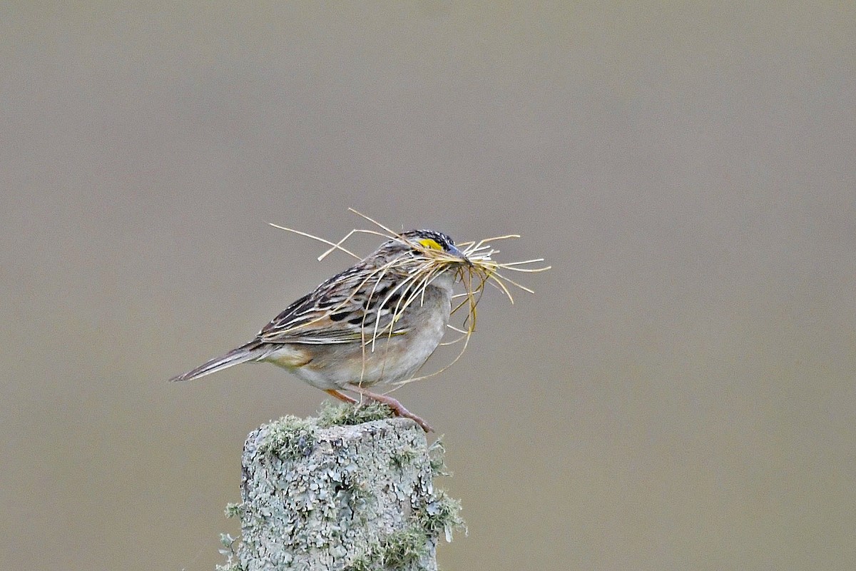 Grassland Sparrow - ML610474071