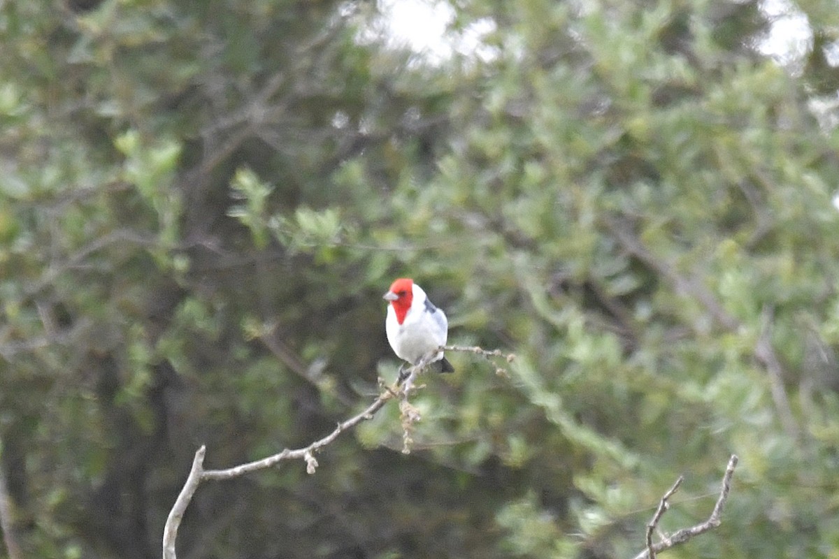 Red-crested Cardinal - ML610474084