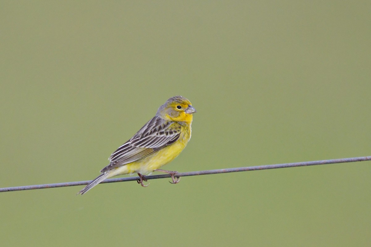 Grassland Yellow-Finch - ML610474097