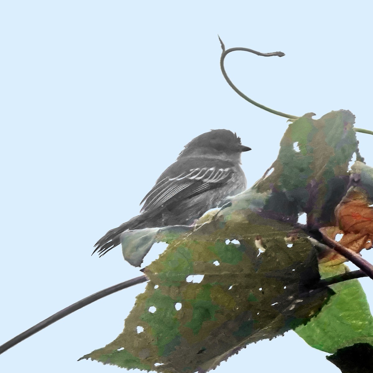 Peruvian Tyrannulet (Loja) - Thomas Burns