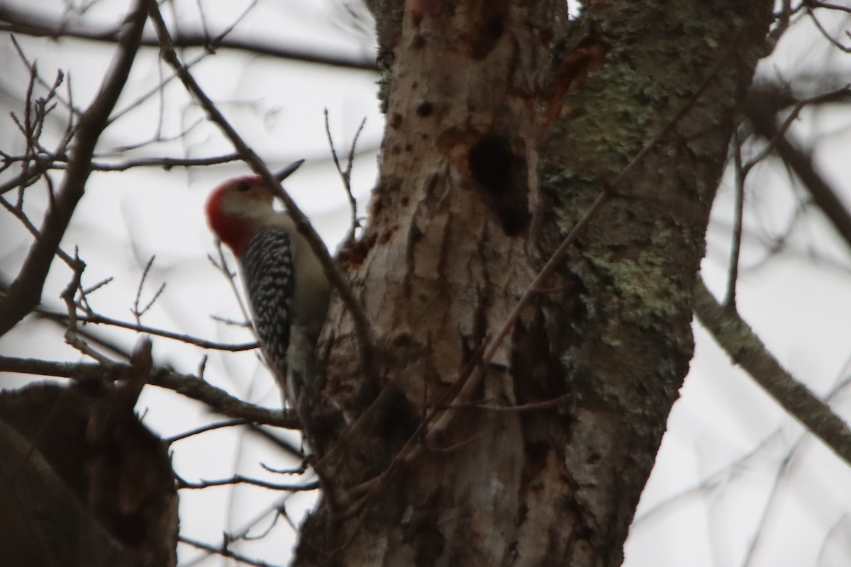 Red-bellied Woodpecker - ML610474193