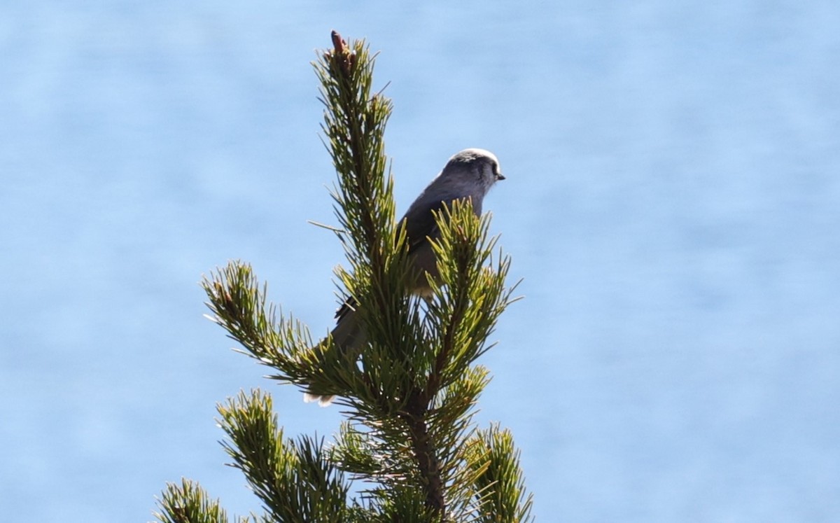 Canada Jay - ML610474268