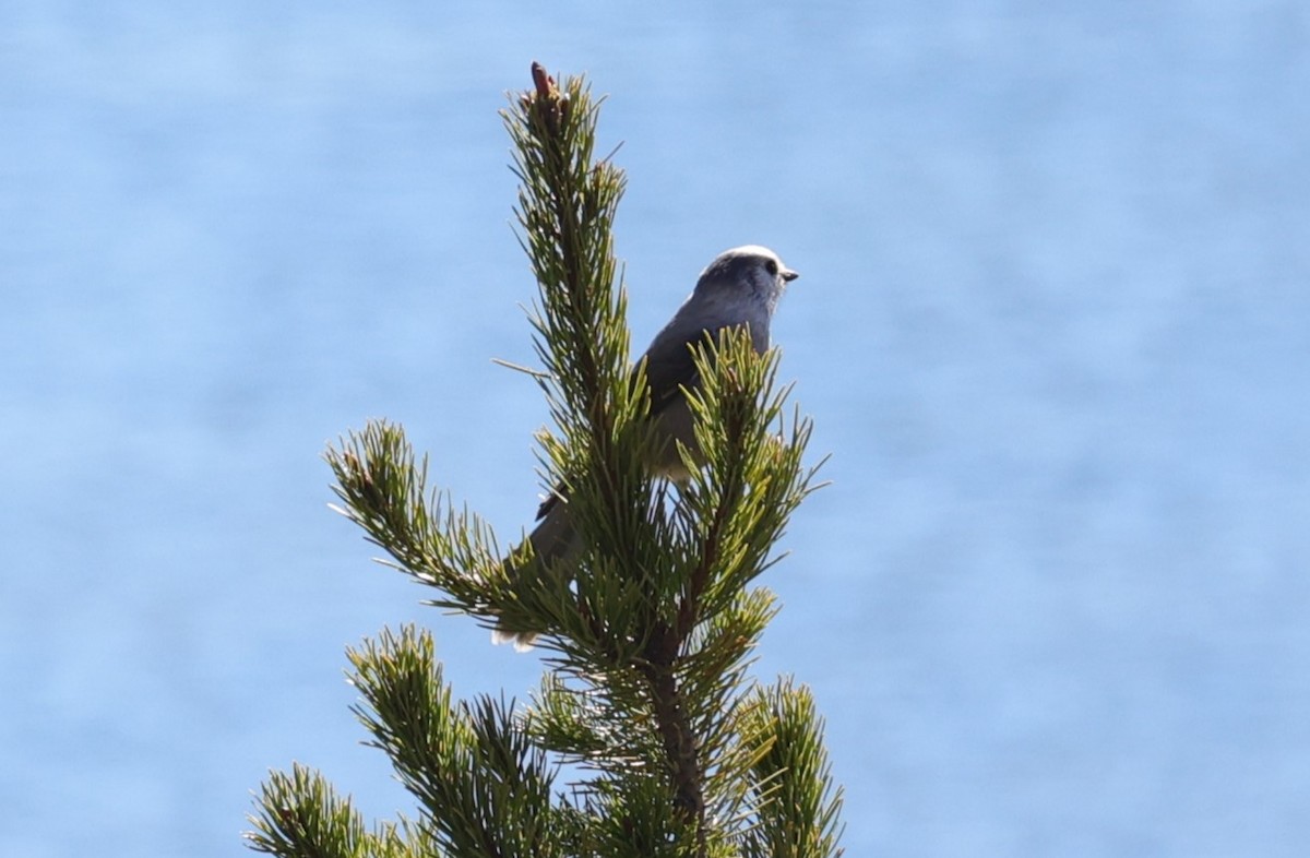 Canada Jay - ML610474269