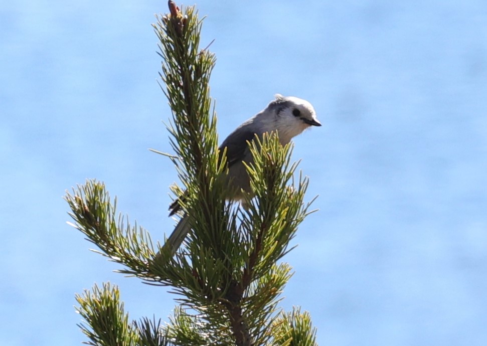 Canada Jay - ML610474270