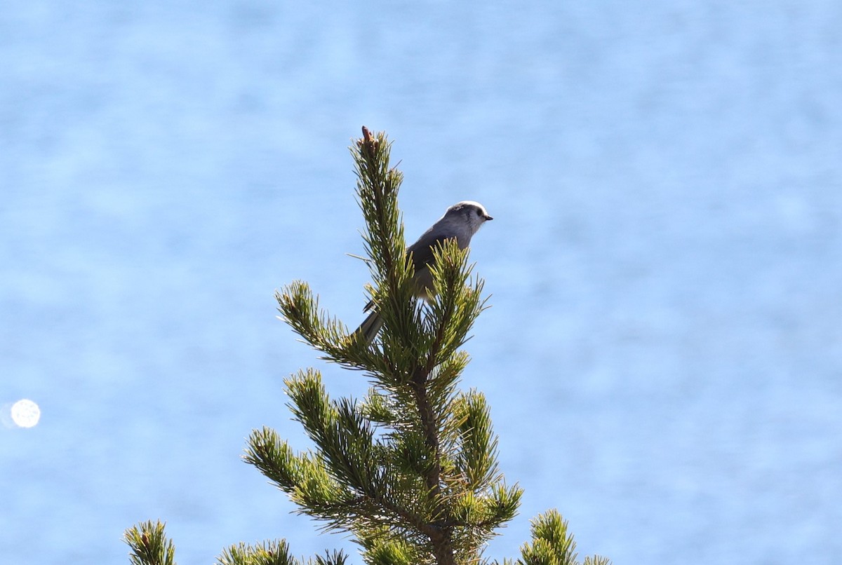 Canada Jay - ML610474271
