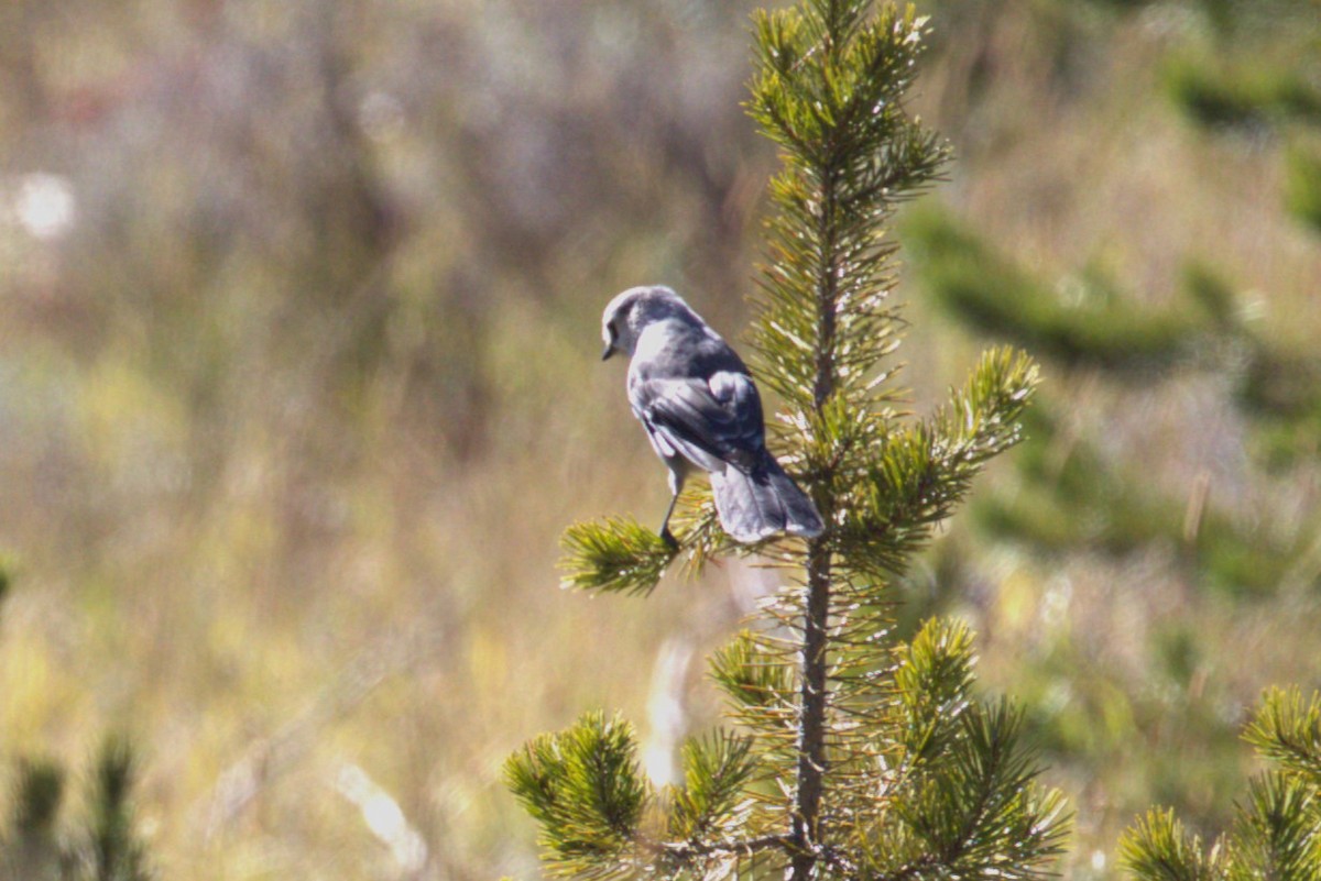 Canada Jay - ML610474272