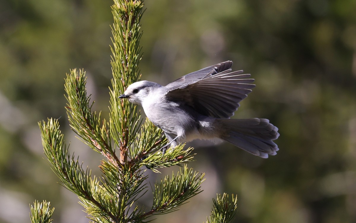 Canada Jay - ML610474274