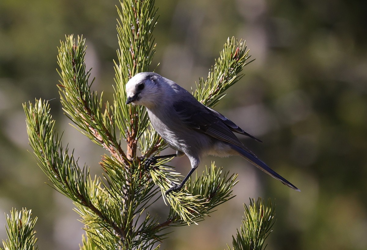Canada Jay - ML610474275