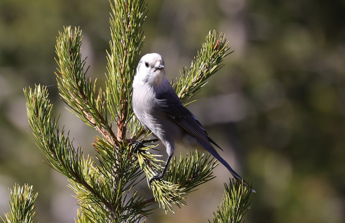 Canada Jay - ML610474276