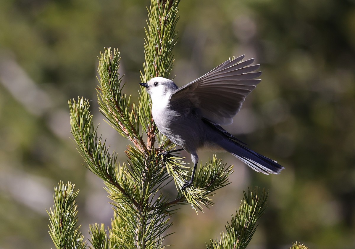 Canada Jay - ML610474277