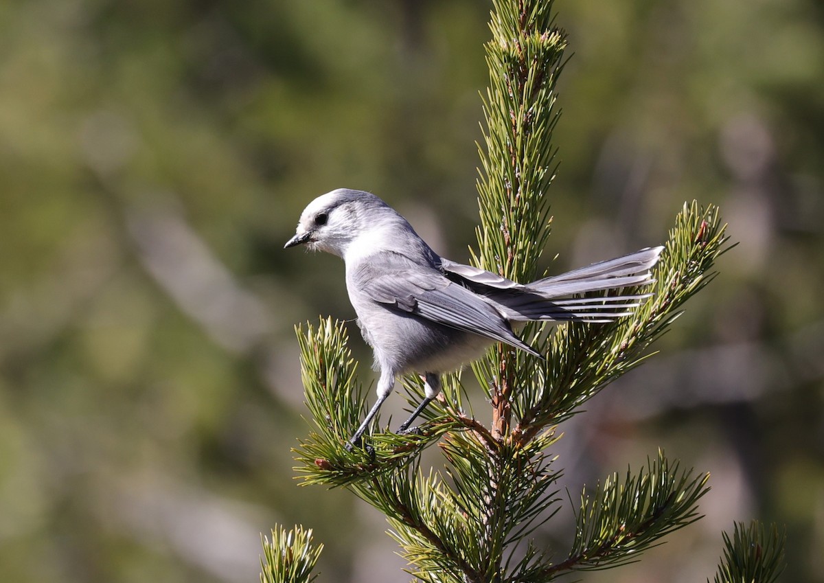 Canada Jay - ML610474278