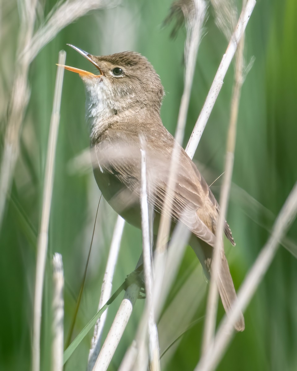 Common Reed Warbler - ML610474281