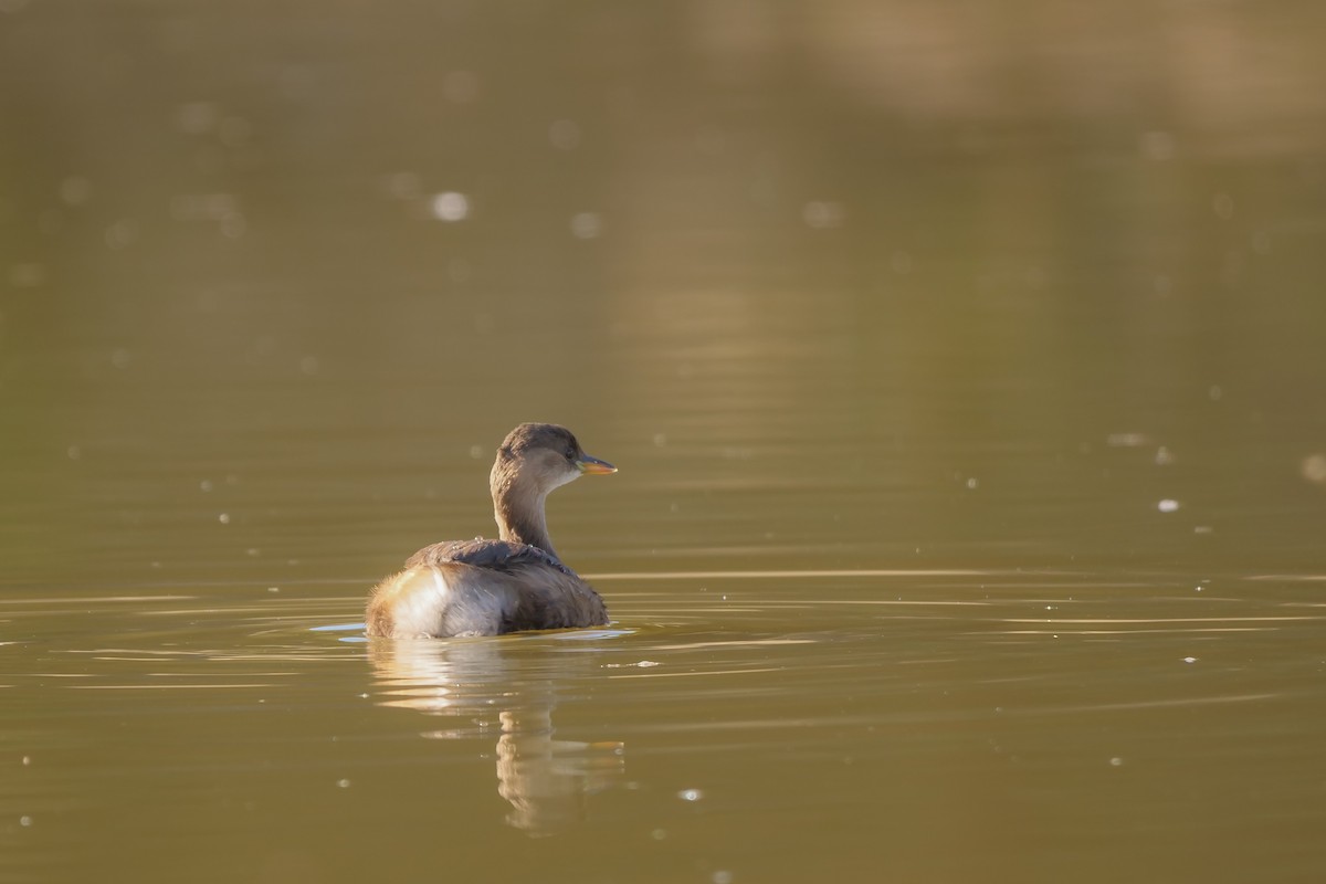 Little Grebe - ML610474293