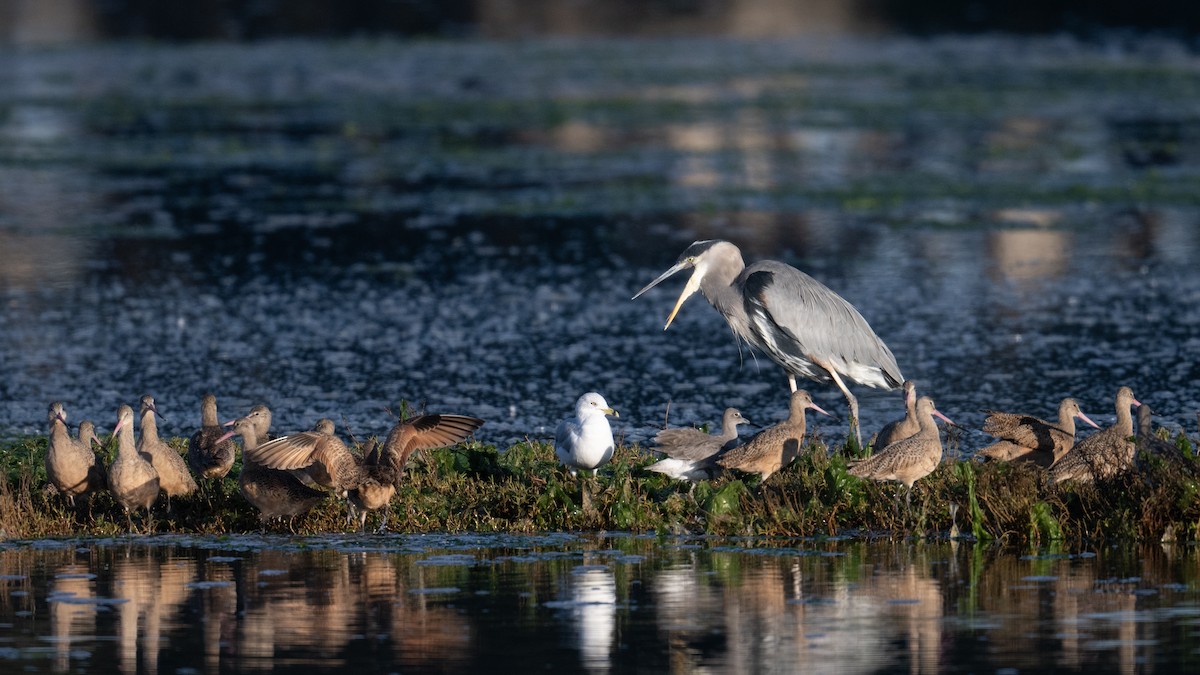 Great Blue Heron - ML610474305