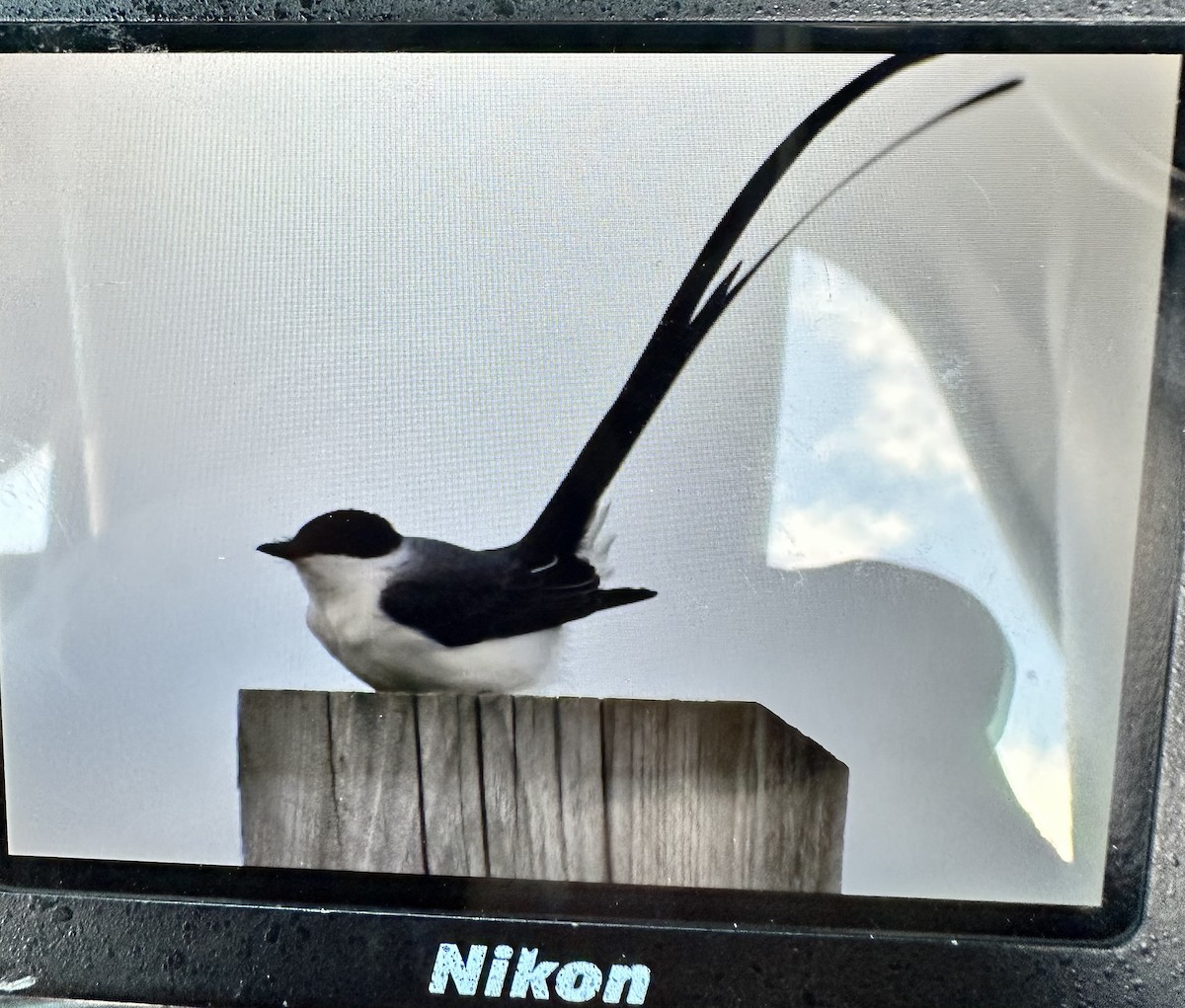 Fork-tailed Flycatcher - ML610474400