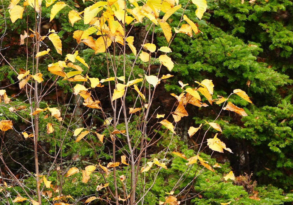 White-eyed Vireo - Laetitia Desbordes