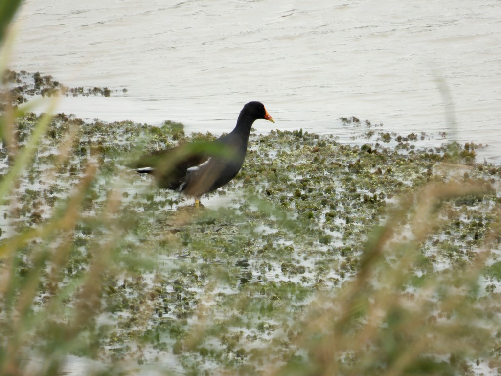 Gallinule d'Amérique - ML610474460