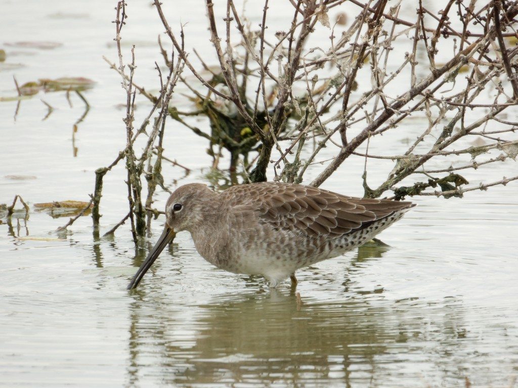 Long-billed Dowitcher - ML610474471