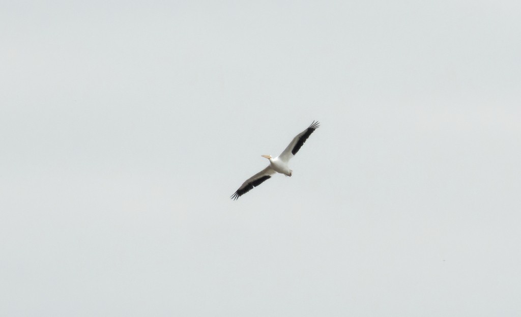 American White Pelican - ML610474610