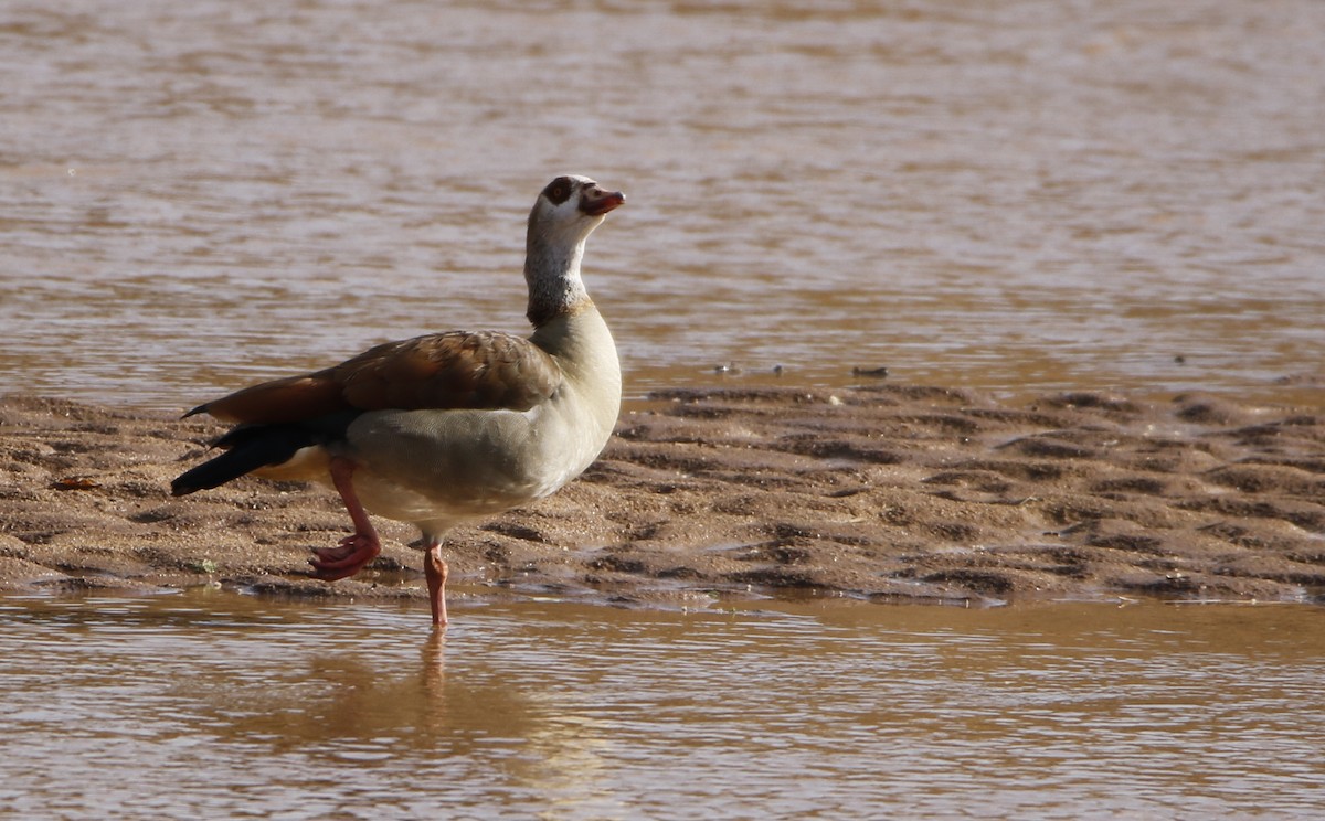 Egyptian Goose - ML610474739