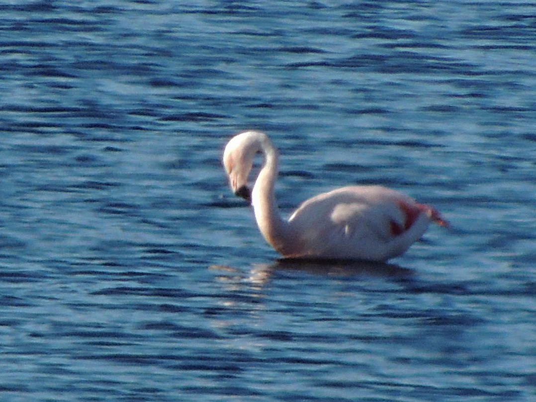 Chilean Flamingo - Simón Pla García