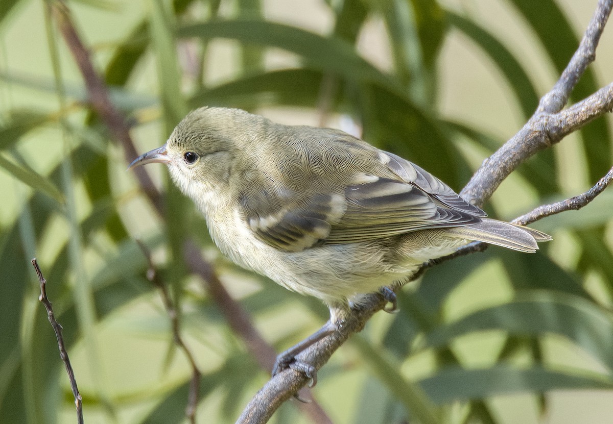 Oahu-Amakihikleidervogel - ML610474860