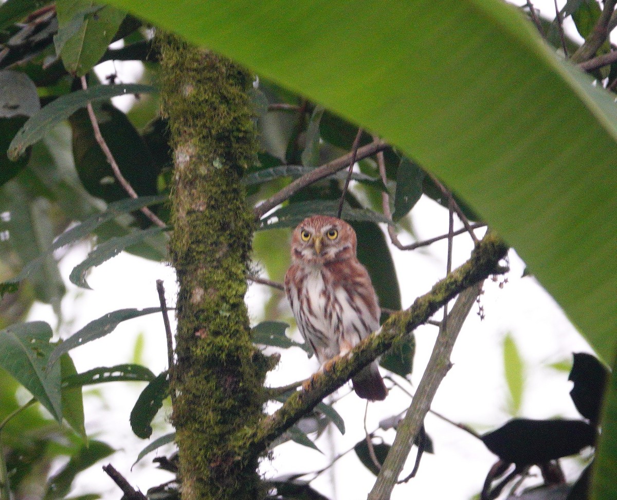 Peruvian Pygmy-Owl - ML610474881