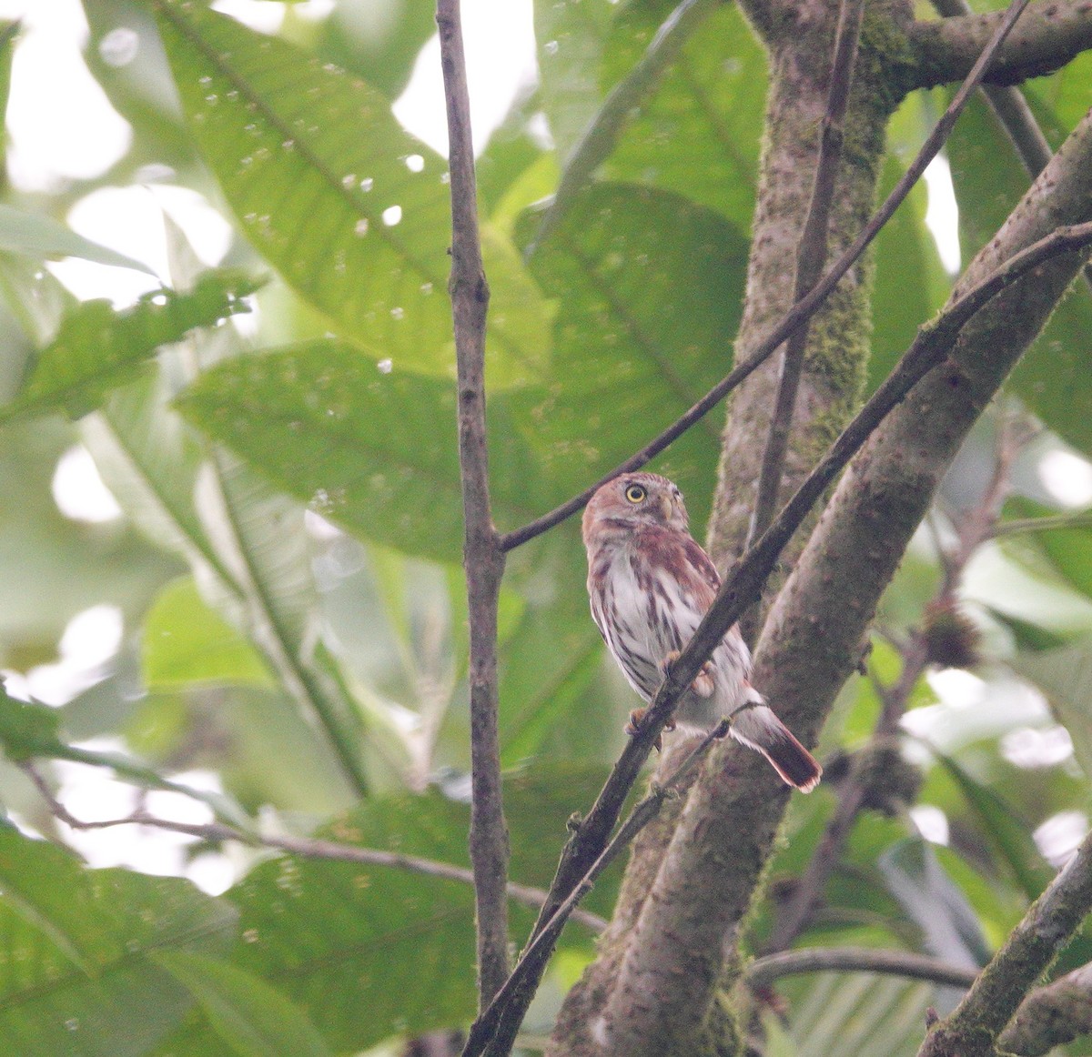 Peruvian Pygmy-Owl - ML610474887