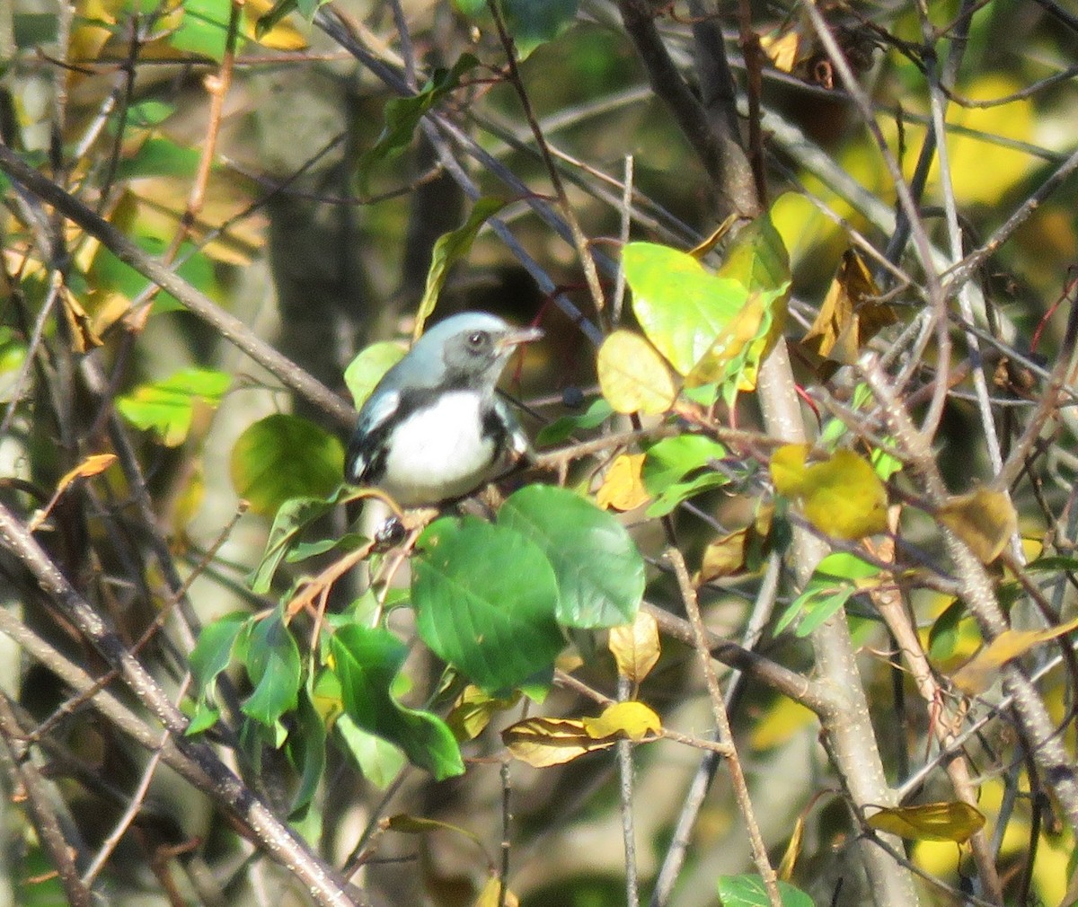 Black-throated Blue Warbler - ML610474888