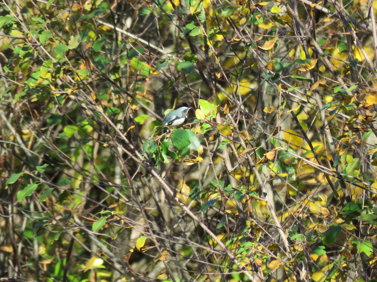 Black-throated Blue Warbler - ML610474889