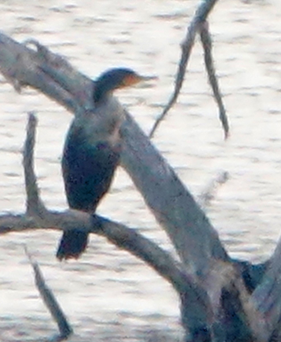 Double-crested Cormorant - ML610475041