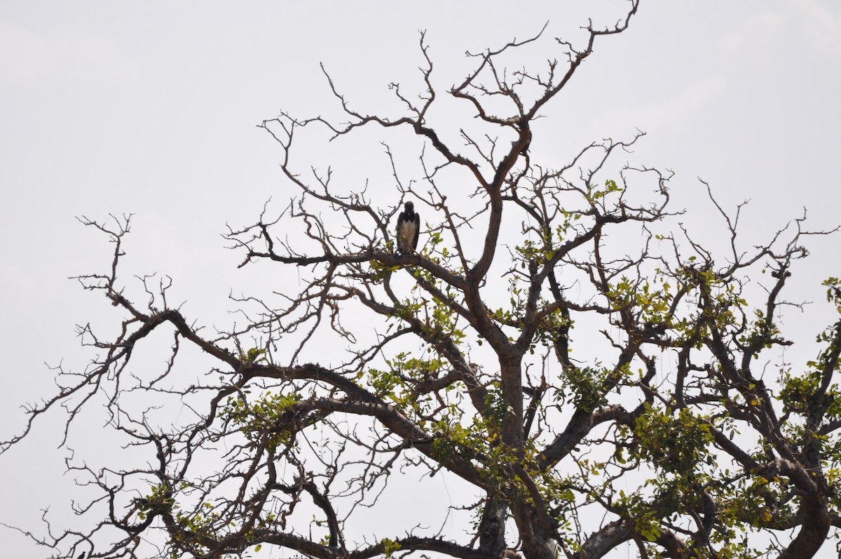 Black-chested Snake-Eagle - Catie Welch